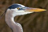 Heron Head_36024